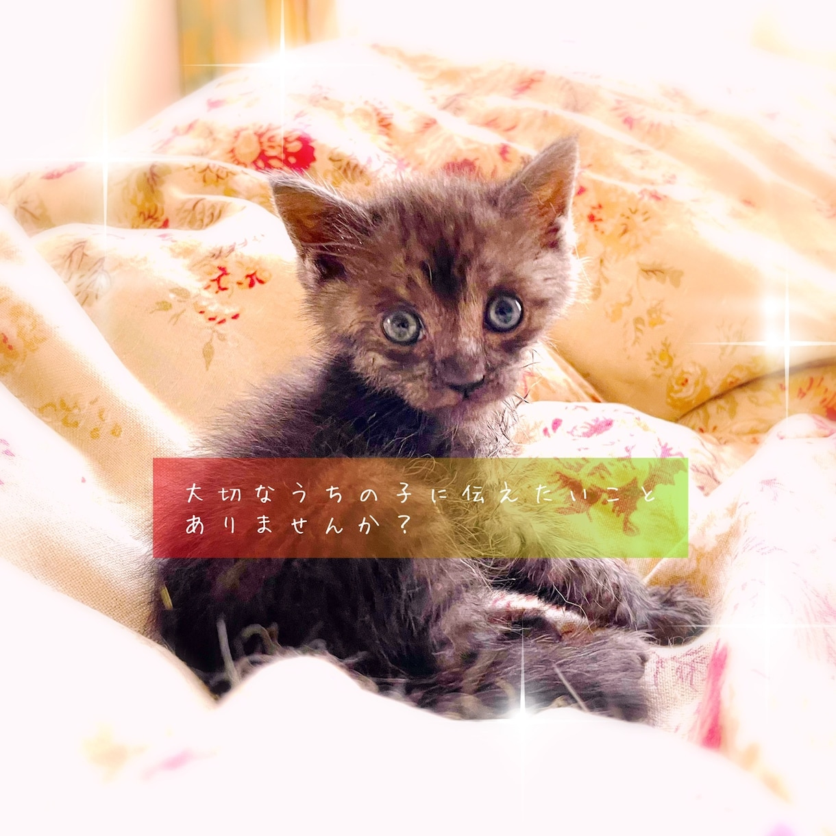 ペットさんとお話致します おうちの動物さんに聞いてみたいことはありませんか？ イメージ1