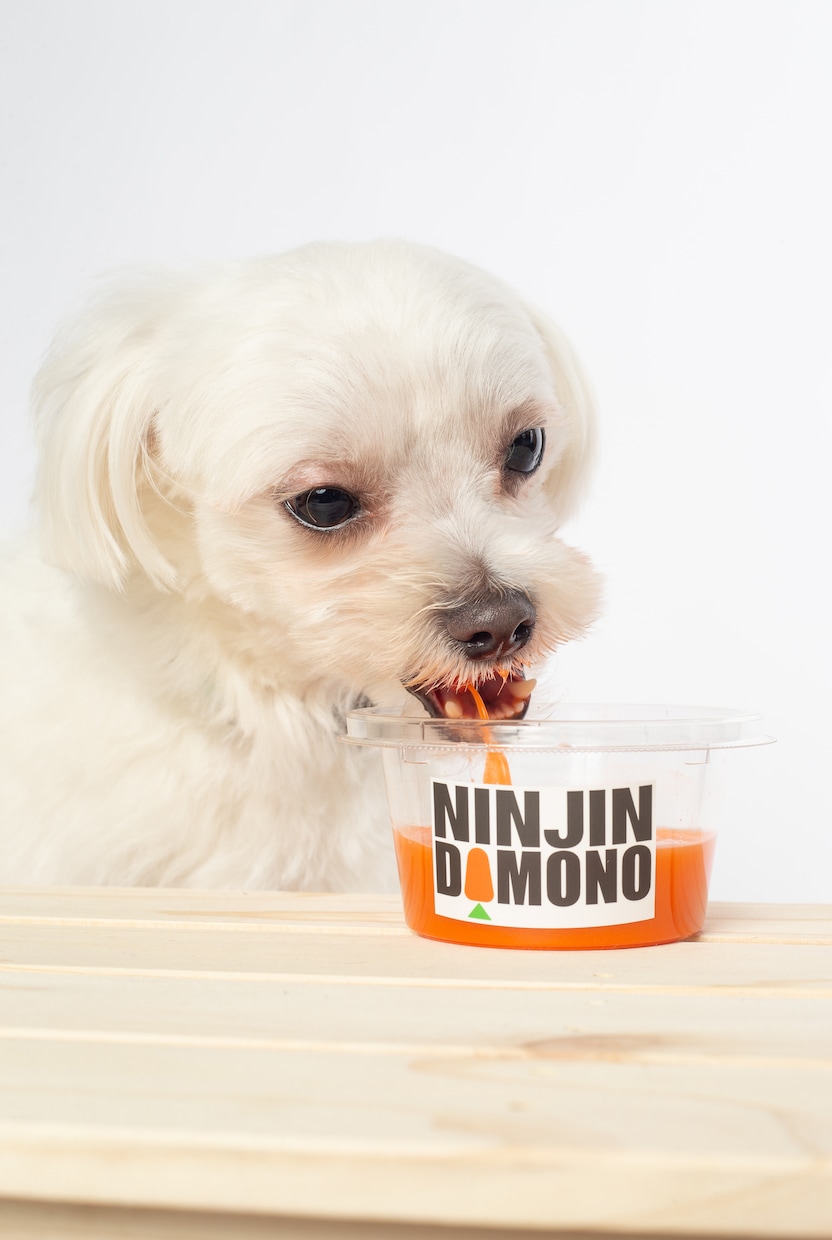 ペット用品をワンちゃんと一緒に撮影します ペット撮影専門のカメラマンが商品を魅力的に撮影します イメージ7