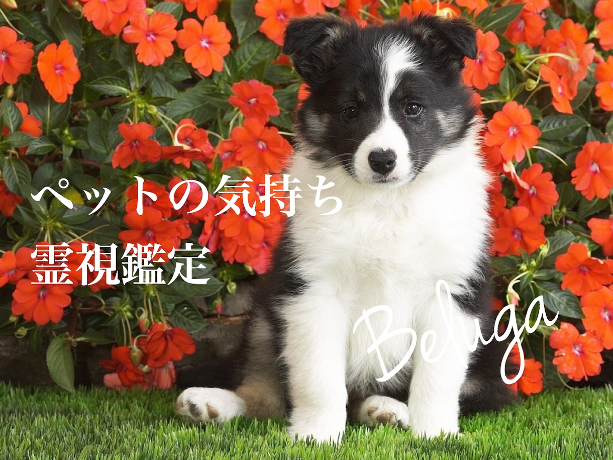 わんちゃん　ねこちゃん　ペットの気持ちを伝えます 遠隔リーディングでペットの気持ちを読み解きます。 イメージ1