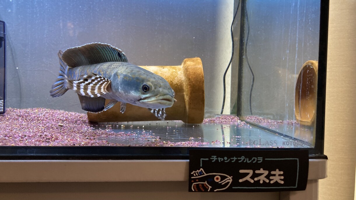 うちの子（水槽系）のネームプレート作ります うちの子の魚種と名前をタンク周りに貼りたい…そんなあなたへ イメージ4