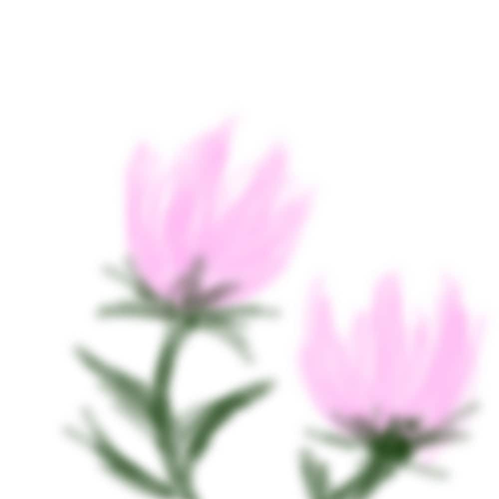 お花をメインに描いています ふんわりとした花の絵をメインに描いています イメージ1