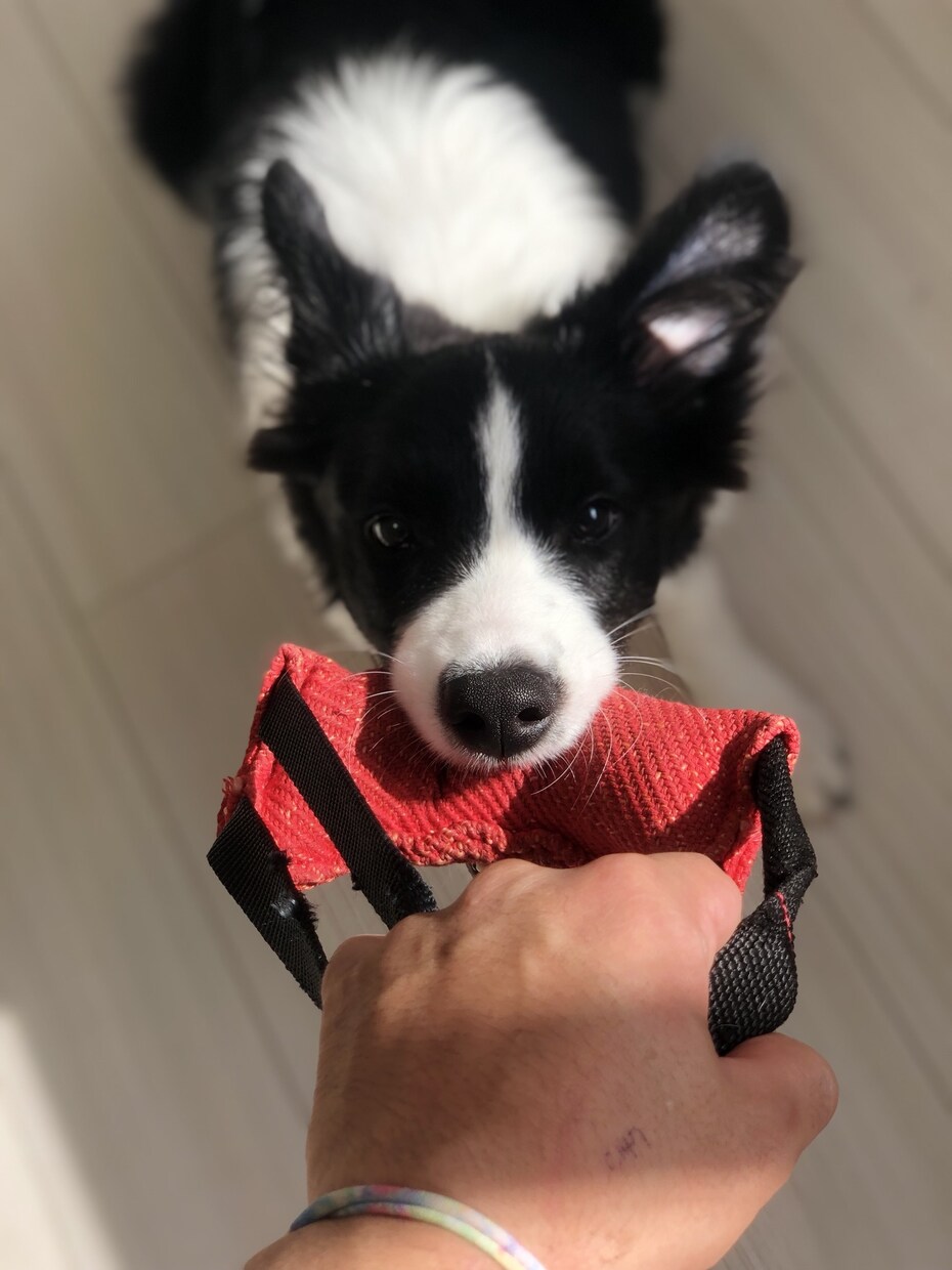 ドッグトレーナーが愛犬との向き合い方を教えます ワンちゃんについての悩みを解決しよう！ イメージ2