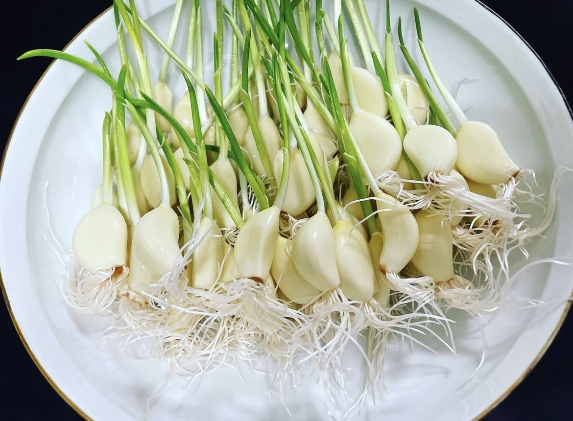 在宅で【農産物副業】を始めるノウハウ教えます 在宅で手間が比較的かからない。ニンニクスプラウトを始める。 イメージ1