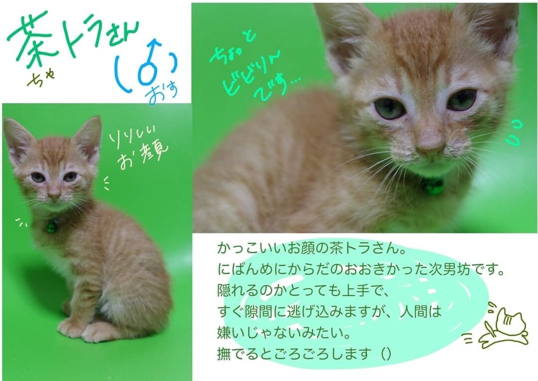 迷子のチラシ、里親募集チラシ作ります 後悔の気持ち、そして優しい気持ちで困っていませんか？ イメージ5