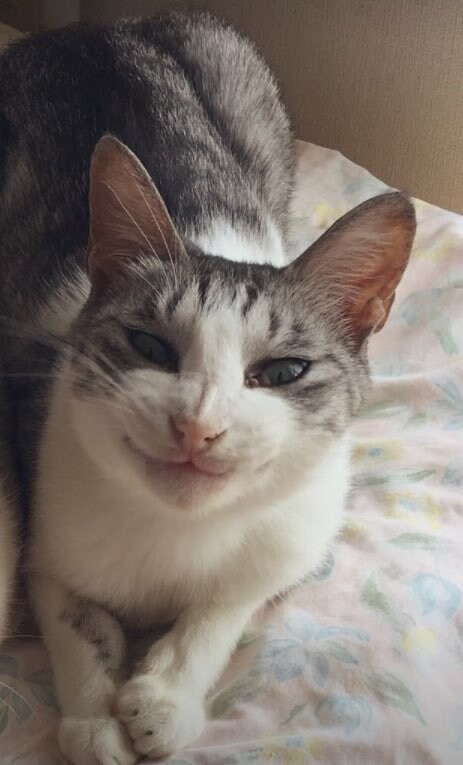 エソテリックヒーリングをします ペットと飼い主様をペアで遠隔ヒーリング イメージ1