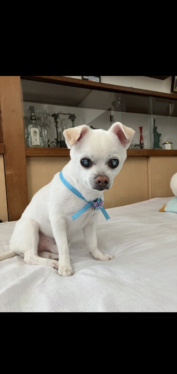 愛犬・愛猫のお写真から作品を制作します 大切な家族の思い出を形に残します イメージ5