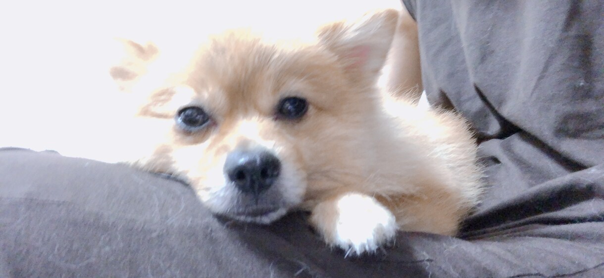 ペットのお悩みペット業界のお悩み解決します ペットちゃんのお悩みペット業界の方々のご相談ください！ イメージ3