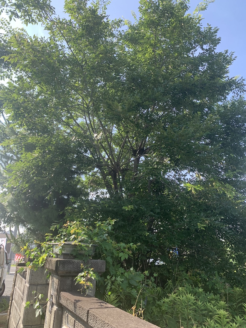 空き家の庭掃除！除草、庭木の剪定します 実家が！転勤で持ち家が！苦情が！を解決します。 イメージ3