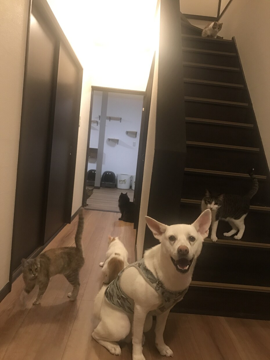 猫16匹&犬1匹の飼い主が犬猫の悩み聞きます ペット業界10年以上！良質な用品、フード、しつけetc… イメージ3