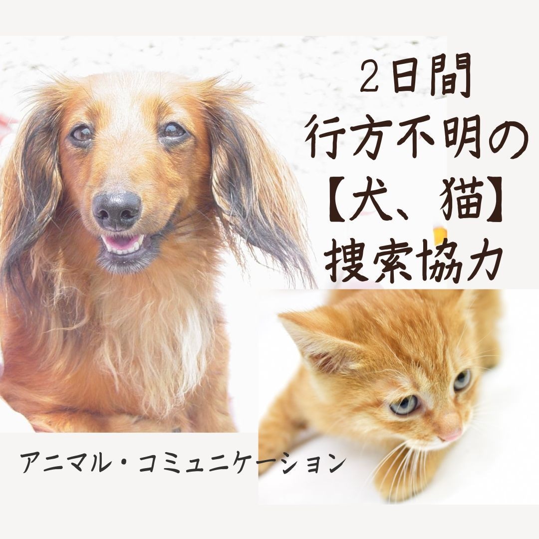 2日間ペット捜索【犬猫】霊視で不明ペットを探します 【全国対応】不明ペット/猫捜索/犬捜索/ペット探偵に協力！ イメージ2