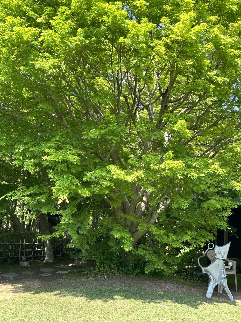 恋愛とは悩む事ではなく楽しむ事です！話し聞きます 女性限定！今日で悩む恋愛は終わりにしましょう！ イメージ8