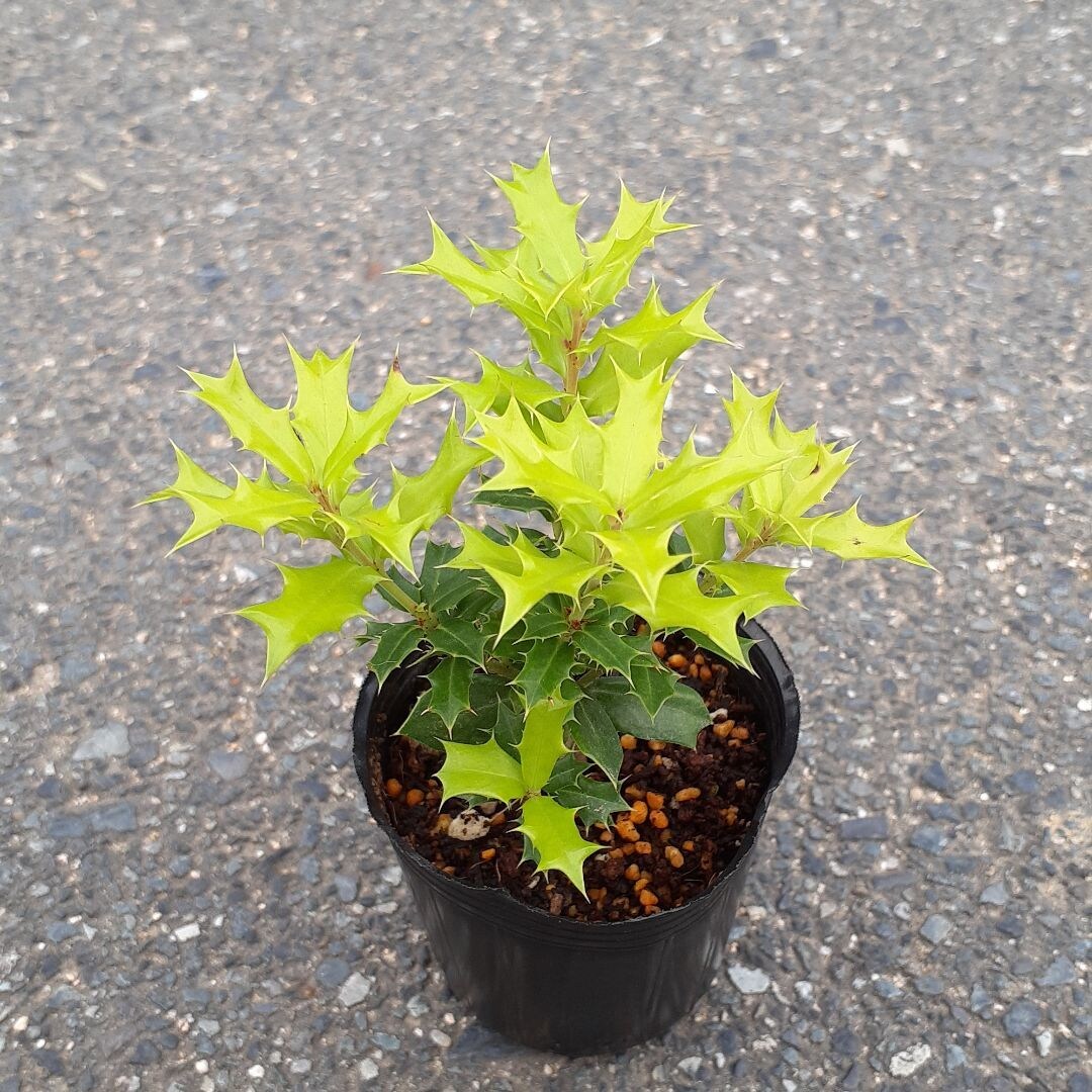 メルカリで植物の出品～発送までアドバイスします ガーデニング好きな方☆育てるだけじゃもったいない！ イメージ1
