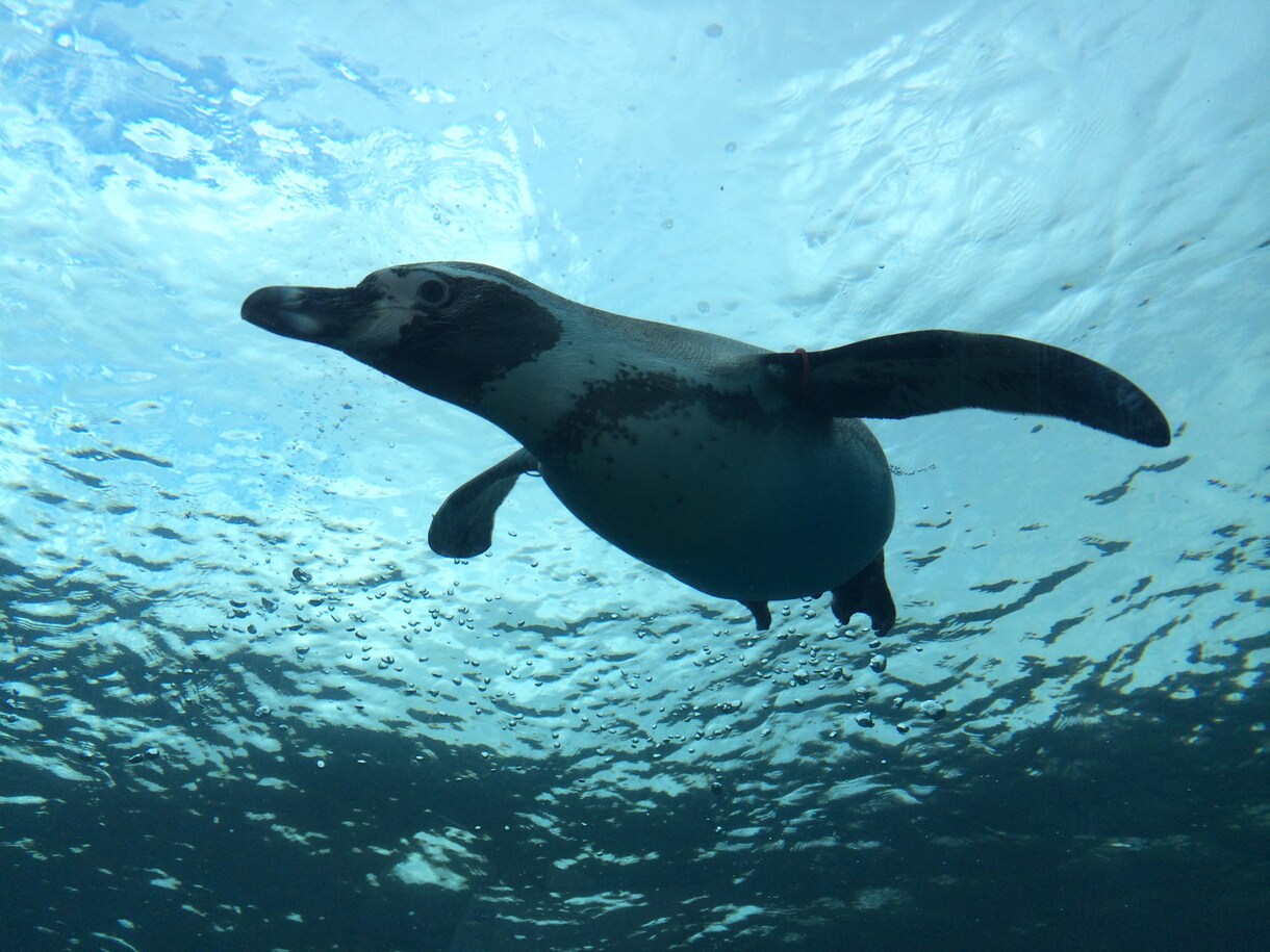水族館で働きたい人！就職のコツ教えます イルカのトレーニング方法の秘密も、教えちゃうよ！ イメージ2