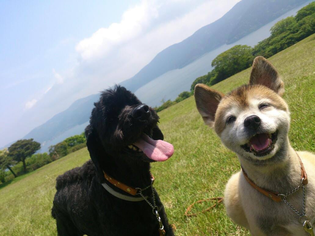 気になる口臭を軽減させます ◆わん＆ねこちゃんの気になる口臭を遠隔にて施術◆ イメージ1