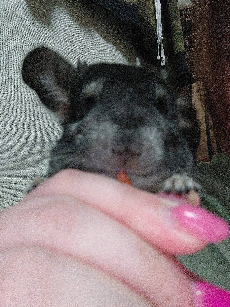 チワワやチンチラの話聞きます喋ります ★チワワやチンチラの可愛いお悩み・飼育相談も大歓迎です！ イメージ4