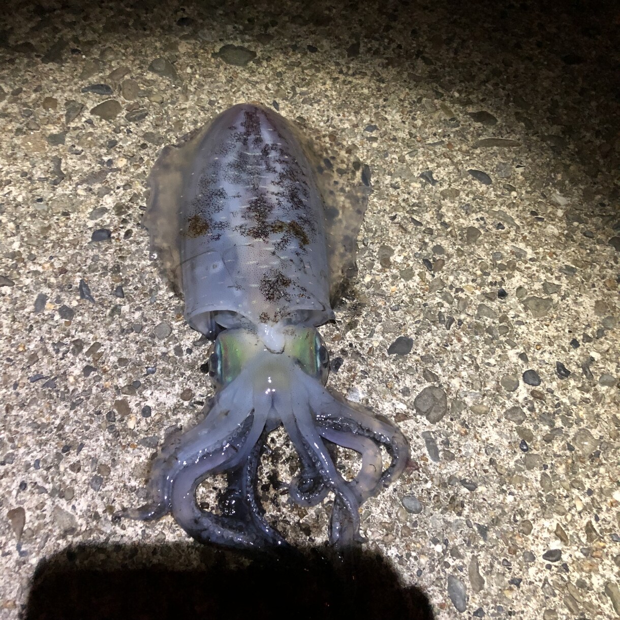 秋からが本番ヤエン釣り、アオリイカ釣り教えます イカの王様！美味なアオリイカ釣りのヤエン釣り教えます イメージ4