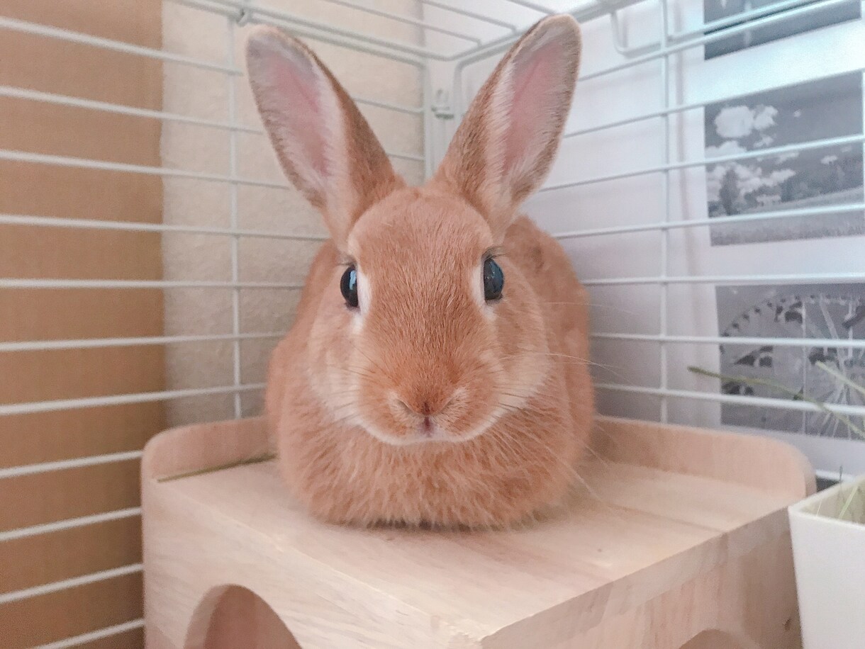 小学生のお子さんから、カウンセリングします 人生をもっと楽しめる毎日を送るお手伝いをさせて下さい！ イメージ1