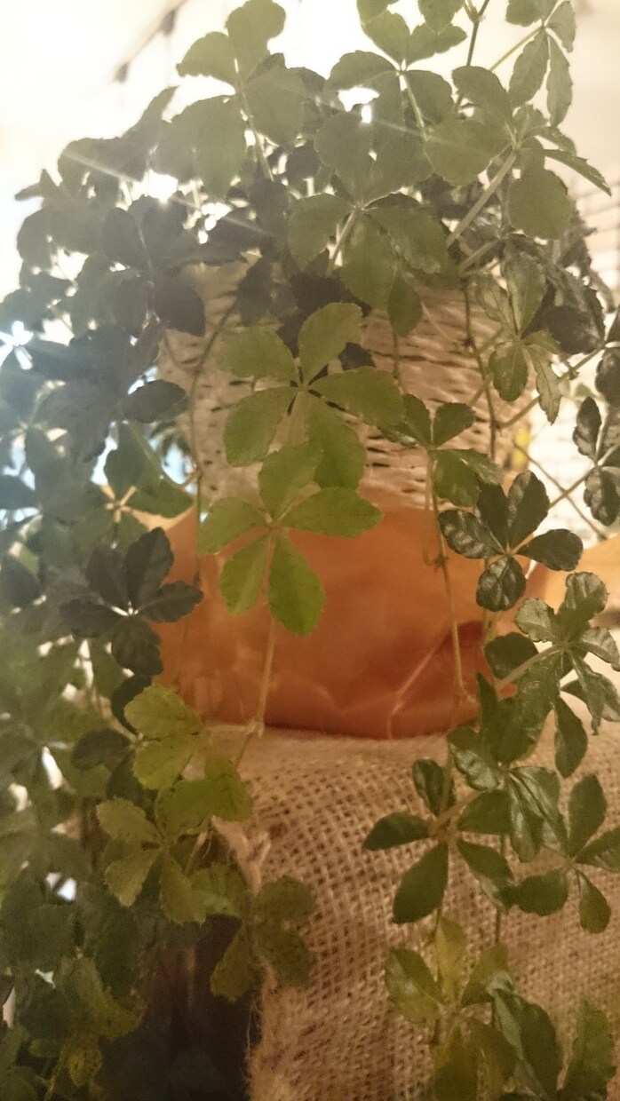 希望を順番に自由に占います 一番気になっていることを掘り下げて徹底的に占います。 イメージ1
