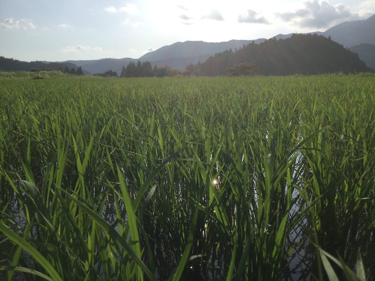 プロの農家が新規就農のご相談承ります 農業で生きていきたい方お待ちしてます！！ イメージ8