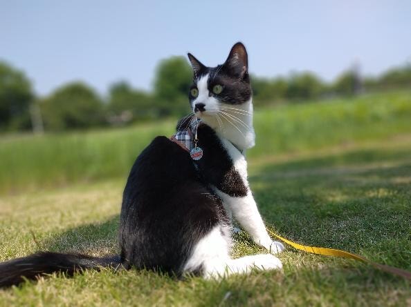 犬猫の今すぐ知りたい！【元動物看護助手】が答えます ：診察の迷い・不安・動物業界16年・多頭歴40年（2日間） イメージ2