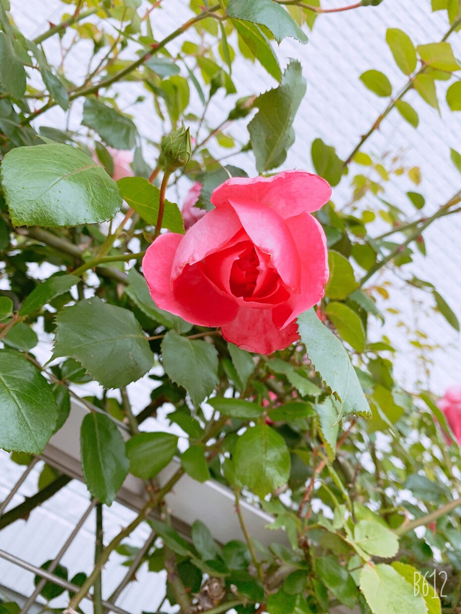 ほっとしたいあなたのために相談相手になります 誰かと話したい、人恋寂しい、悩みを聞いて欲しい、そんな人向け イメージ1