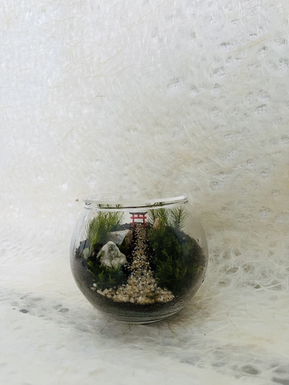 苔テラリウムワークショップレッスン致します 作る楽しみ＆愛でる楽しみもある癒しの苔テラリウム♡資材等込み イメージ4