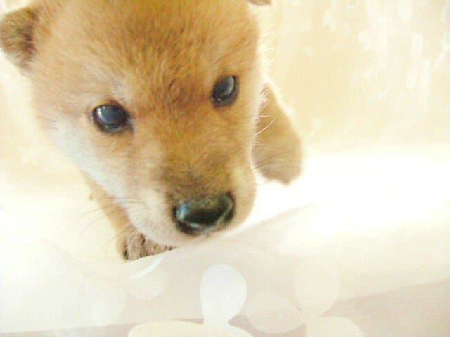 子犬の社会化相談乗ります 新しく迎えた小さな家族の育て方など相談受付ます イメージ1