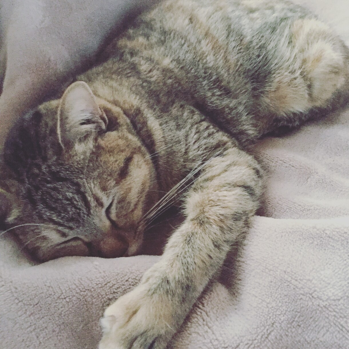 猫さんの相談、悩みお応えします 猫と暮らすあなたの悩みを猫専門のペットシッターに相談！ イメージ2