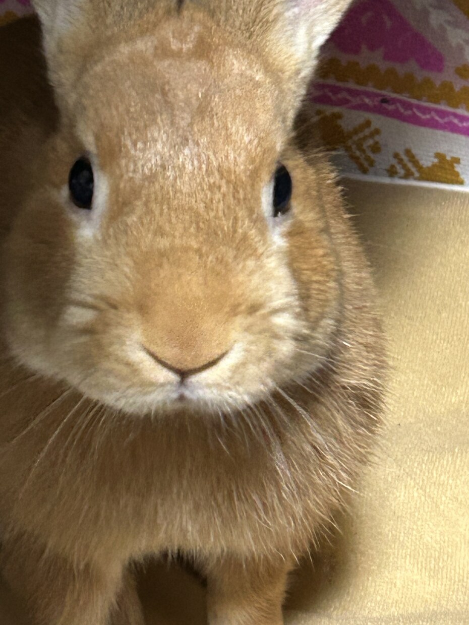 うさぎさんの可愛い写真提供します 我が家の可愛いうさぎの写真提供します！ イメージ3