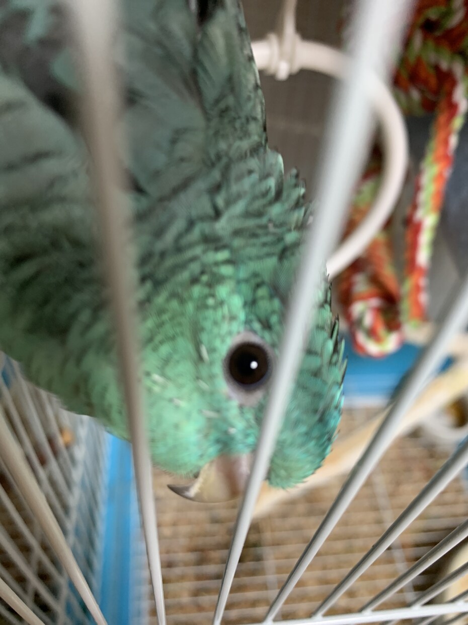 インコを初めて飼う方！雛を初めて飼う方！教えます 初めてインコを飼う方や初めて雛を飼う方必見！ イメージ6
