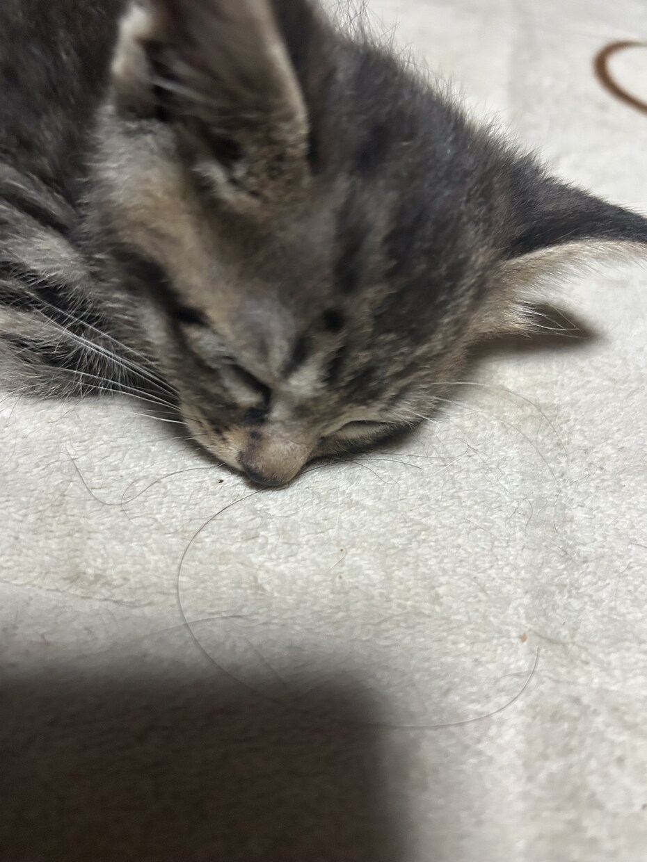 猫ちゃんの可愛い写真を送ります。ます 猫ちゃんだけじゃなくて牛さんの写真や季節の写真を送ります。 イメージ9