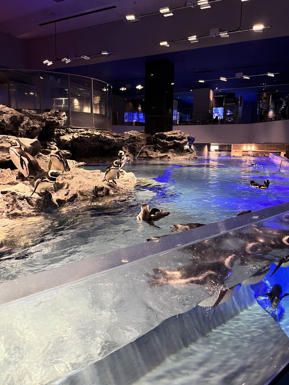 綺麗なお魚の写真を買うことができます 水族館の熱帯魚やクラゲ、金魚などです。 イメージ8