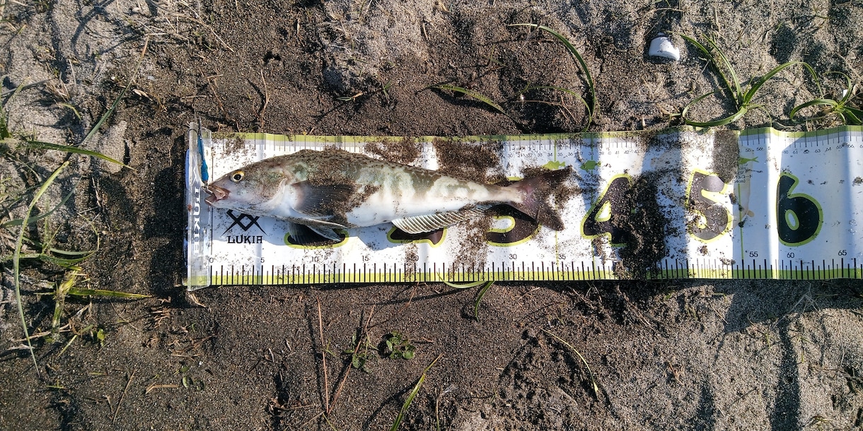 海釣りで魚を釣りたい初心者の方へコツ教えます ファミリーフィッシングでお子さんに魚を釣らせたい方なども イメージ1