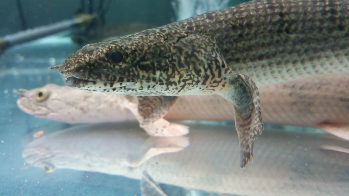 初心者の方へ！観賞魚の飼い方教えます 魚を飼ってみたいけど分からない...という方にオススメ！ イメージ2