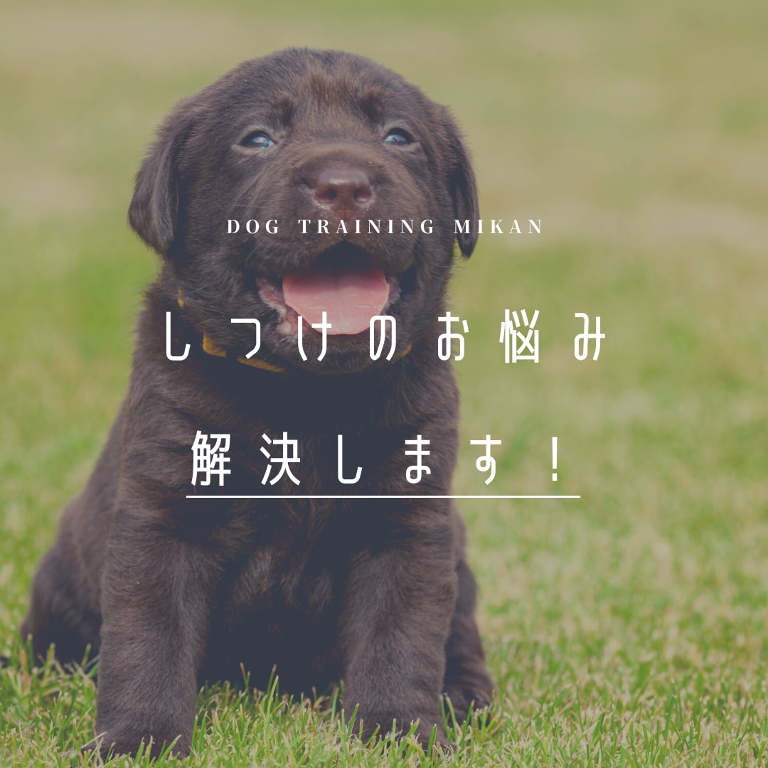 自宅で簡単！！しつけの悩みを解決します 現役ドックトレーナーが実践する、効果的なしつけ方をご提案 イメージ1