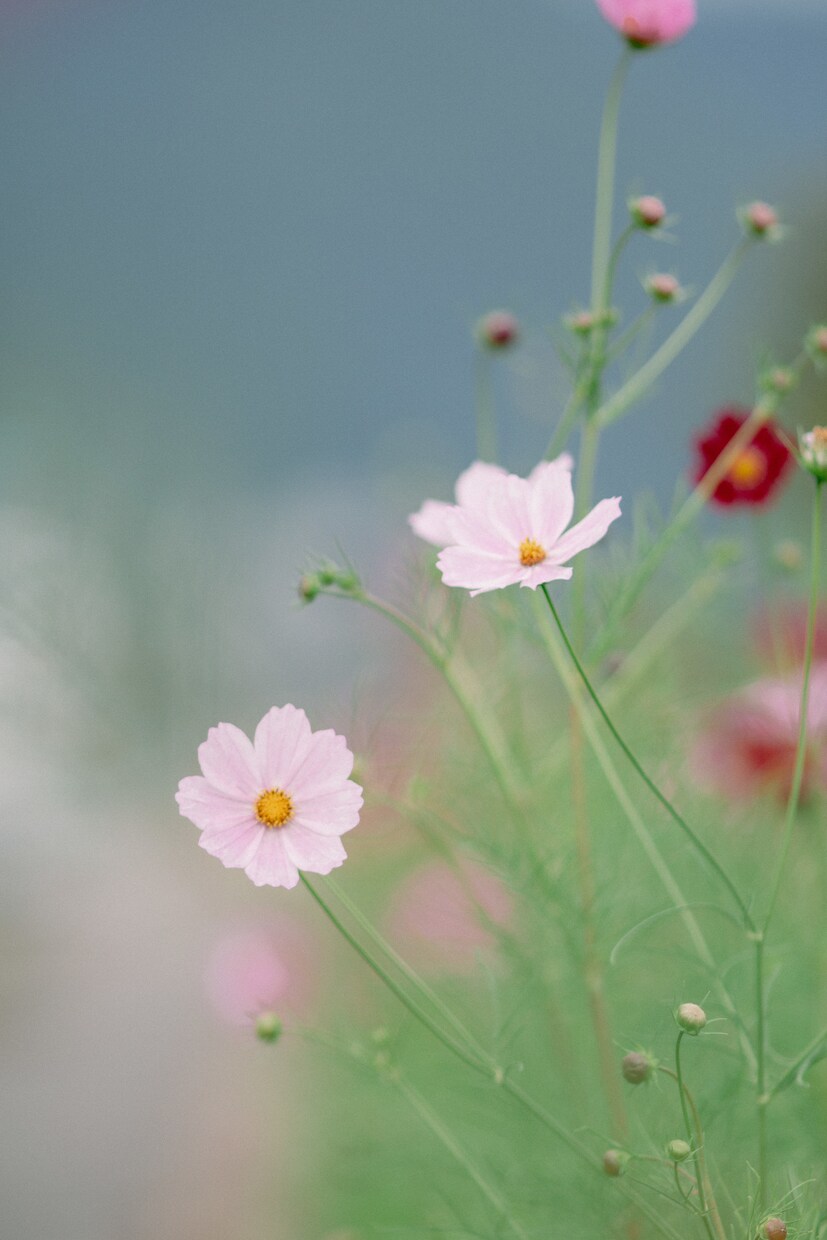 写真撮ります おやき、風景の写真撮らせてください イメージ1