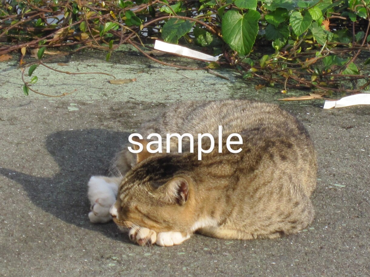 かわいい猫の画像データ提供します のら猫可愛いくて癒されますね。 イメージ1