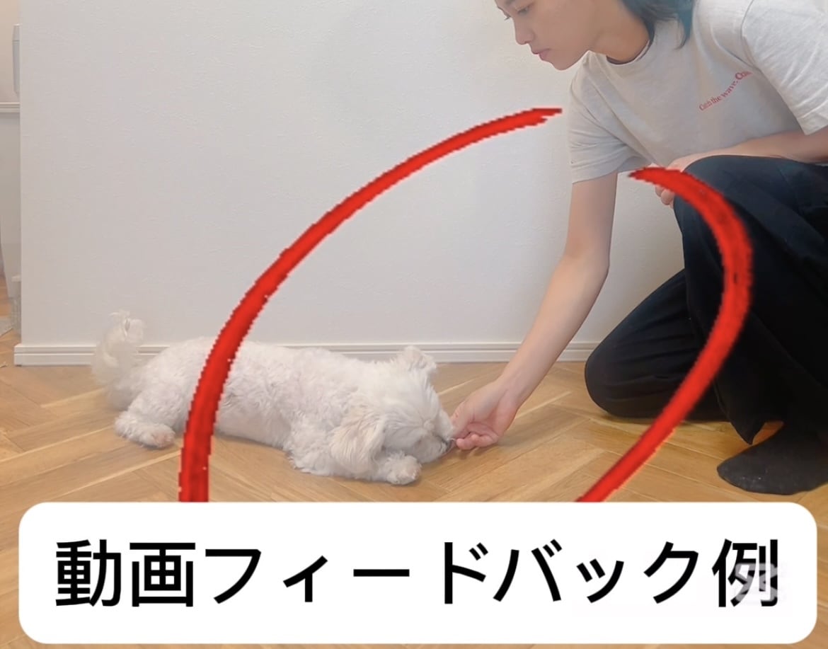 愛犬との暮らしを楽にする提案します 思い悩んでしまう前に一度相談しませんか？ イメージ3