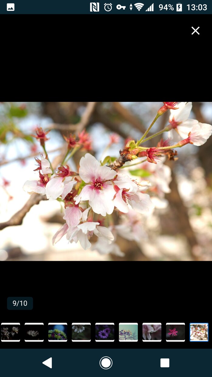 花のおしゃれなオリジナル写真素材を提供します WEBサイト・ロゴ・バナーなどに！4608 x 3456 イメージ8