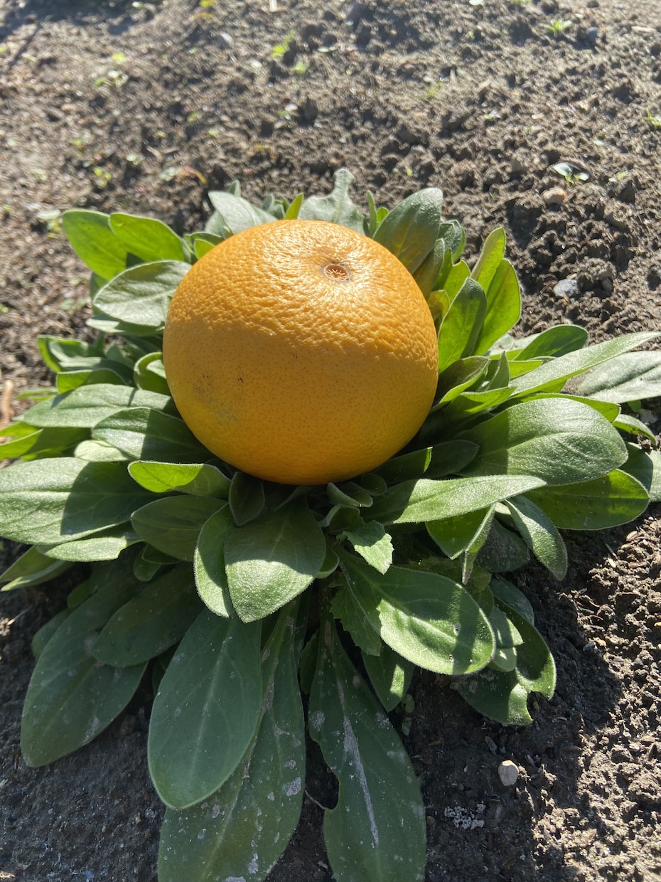家庭菜園規模の野菜や果物の栽培をフォローします 植物病理学系　大学院卒業者による菜園セミナー ！複数質問可！ イメージ2