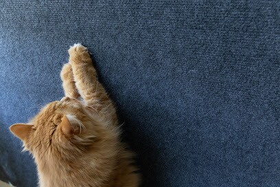 猫用商品撮影｜売れる広告写真撮影します プロ歴18年×猫歴20匹で高品質撮影 イメージ4