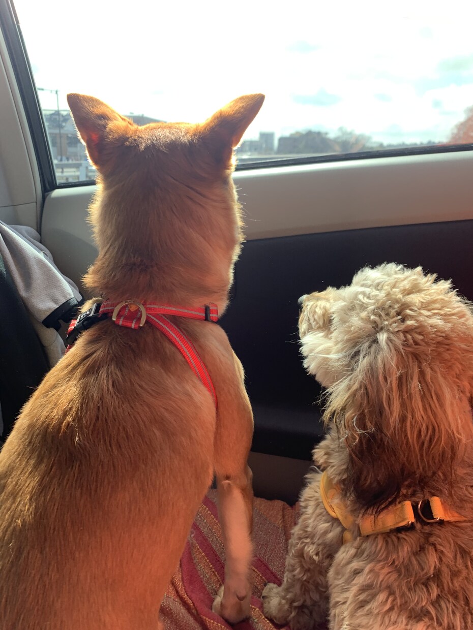 犬好き大集合！わんちゃん含めてテレビ電話します 《犬を飼っている方・犬友募集中》《犬に癒されたい！》方必見！ イメージ1