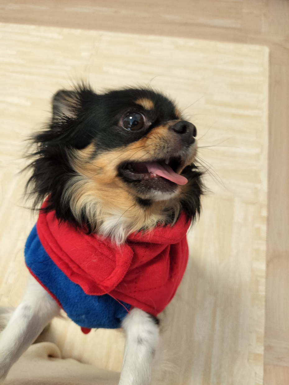 犬　猫　ハムスター鳥ペットの気持ち霊感霊視で視ます 家のワンちゃん猫ちゃんの父親だからこそ愛を込めて占います イメージ4
