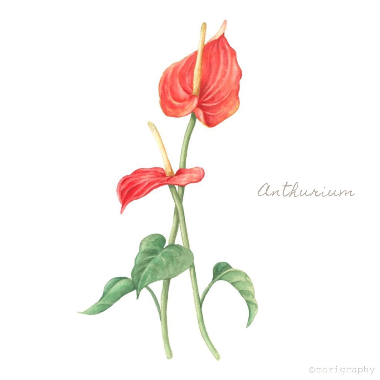 水彩画でお花のイラストを描かせていただきます 〜丁寧なヒアリング〜 温かく優しいタッチが得意です♪ イメージ4