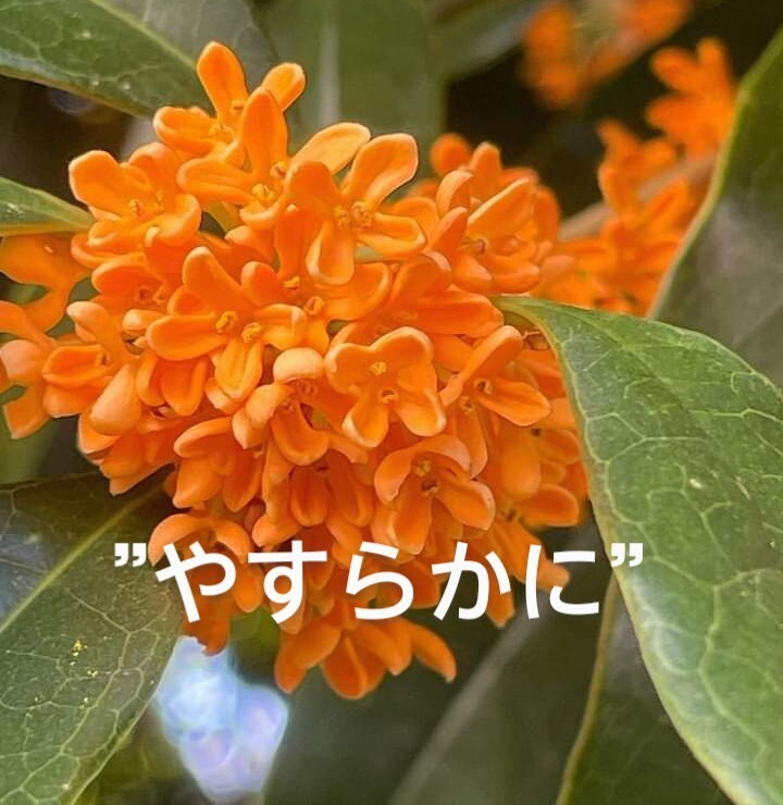 経験者だからこそ♡あなたの涙に寄り添うこと出来ます 遺族の無念さ♡悲しみ後悔　孤独感　弱音愚痴　切ない実家終い談 イメージ4