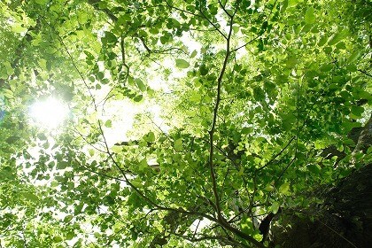 ヒーリングで癒します リラックス効果のあるエネルギーを送り、反応をお伝えします イメージ1