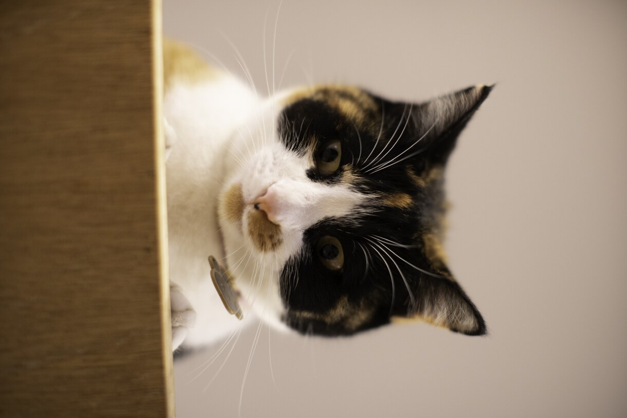 猫のための猫好きによる楽しい時間を提供致します 猫大好きさん！！集まれ！！猫トーク楽しいトークしましょう。 イメージ1