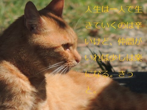 【心理カウンセラー目指しています】なんでも相談してください。 イメージ1