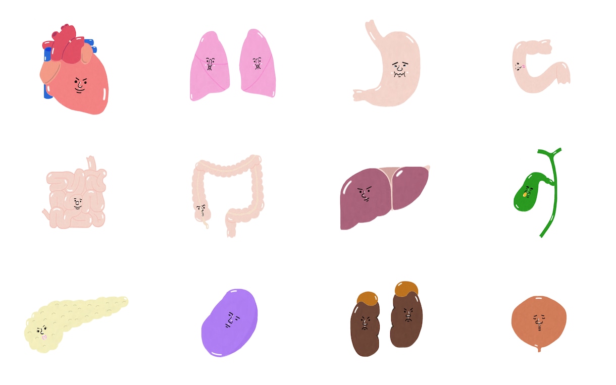 ゆるくて可愛い人体の内臓イラスト12点販売します 商品利用OK！教材やWebで使える透過PNGイラスト イメージ1