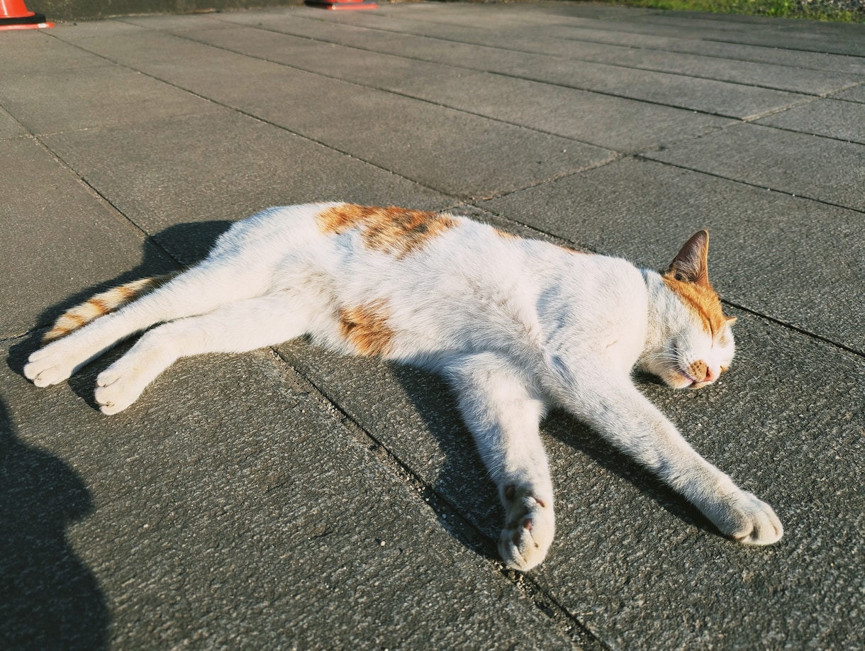 にゃんこが占いで落ち込んだあなたを励まします にゃんこの癒しとタロットで、心に元気を イメージ4